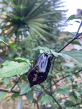 Load image into Gallery viewer, PurpleGum Black Cream (Pepper Seeds)