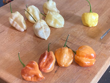 Load image into Gallery viewer, Purple Uprising Yellow (Pepper Seeds)