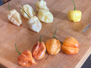 Purple Uprising Yellow (Pepper Seeds)