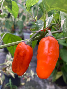 Thunder Nugs (Pepper Seeds)