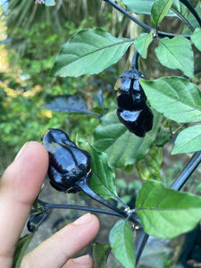 PurpleGum Black Cream (Pepper Seeds)