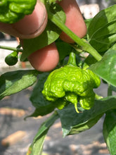 Load image into Gallery viewer, Scotch Brains (Pepper Seeds)