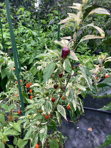 Thunder Nugs (Pepper Seeds)