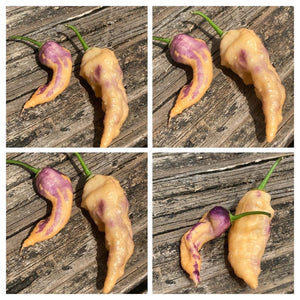 Bhut Jolokia Purple/Peach (Pepper Seeds)