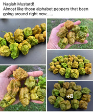 Load image into Gallery viewer, Naglah Mustard (Pepper Seeds)