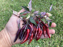 Load image into Gallery viewer, Lost Boys (T-E) (Pepper Seeds)