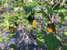 Load image into Gallery viewer, MonsterGum Leopard (Mustard)(Pepper Seeds)