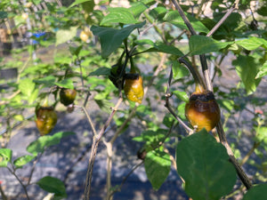 MonsterGum Leopard (Mustard)(Pepper Seeds)