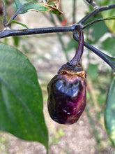 Load image into Gallery viewer, PurpleGum Black Cream (Pepper Seeds)