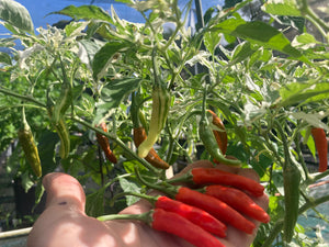 Tiger Thunder (Pepper Seeds)