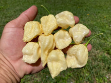 Load image into Gallery viewer, KrémNine (T-E)(Pepper Seeds)