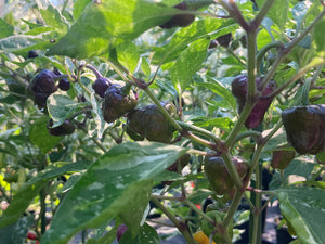 Anunnaki (Pepper Seeds)