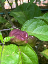 Load image into Gallery viewer, Purple Uprising Yellow (Pepper Seeds)