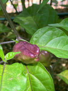 Purple Uprising Yellow (Pepper Seeds)