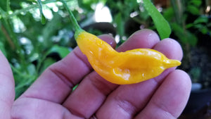 Conquistador (Inca Berry XL) (Pepper Seeds)