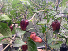 Load image into Gallery viewer, Dark BBG Horizon (Pepper Seeds)