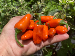 Thunder Nugs (Pepper Seeds)