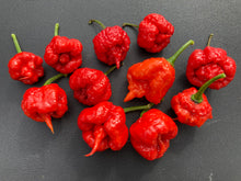 Load image into Gallery viewer, 7 Pot Brainstrain Red (Pepper Seeds)