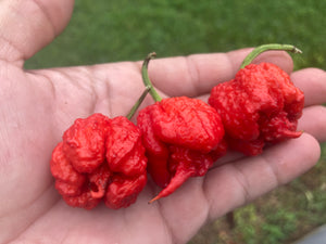 Carolina Reaper Red (Pepper Seeds)