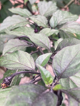 Load image into Gallery viewer, PurpleGum Black Cream (Pepper Seeds)