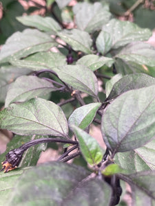 PurpleGum Black Cream (Pepper Seeds)