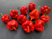 Load image into Gallery viewer, 7 Pot Brainstrain Red (Pepper Seeds)