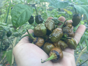 MonsterGum Leopard (Mustard)(Pepper Seeds)