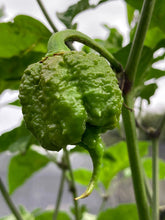 Load image into Gallery viewer, 7 Pot Primo Red (Pepper Seeds)
