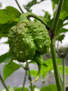 7 Pot Primo Red (Pepper Seeds)