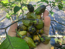 Load image into Gallery viewer, MonsterGum Leopard (Mustard)(Pepper Seeds)