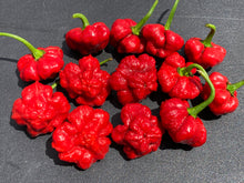 Load image into Gallery viewer, Scotch Bonnet (Red Foodorama) (Pepper Seeds)