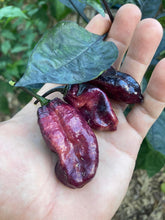 Load image into Gallery viewer, Pandora’s Box Pimenta Jolokia/PJ Mix (Pepper Seeds)