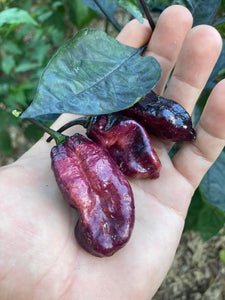 Pandora’s Box Pimenta Jolokia/PJ Mix (Pepper Seeds)