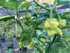 Morangum XLP (Pepper Seeds)