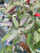 Load image into Gallery viewer, Pickles Blood (Grifter) (Pepper Seeds)