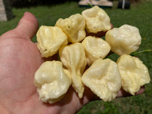 Load image into Gallery viewer, KrémNine (T-E)(Pepper Seeds)