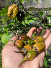 Load image into Gallery viewer, MonsterGum Leopard (Mustard)(Pepper Seeds)