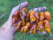 Load image into Gallery viewer, Taj Mahal Mustard (Pepper Seeds)