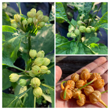 Load image into Gallery viewer, Jes&#39;s Morangum Orange (Pepper Seeds)