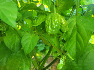 Douglah Inception V2 (Pepper Seeds)(Limited)