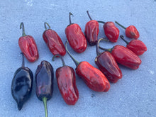 Load image into Gallery viewer, Bryan’s Blood (Darkside Mix) (Pepper Seeds)