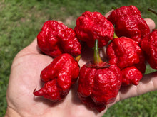 Load image into Gallery viewer, MedullaGum (Pepper Seeds)