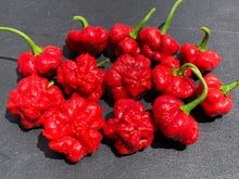 Load image into Gallery viewer, Scotch Bonnet (Red Foodorama) (Pepper Seeds)