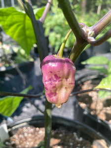 Purple Uprising White (Pepper Seeds)