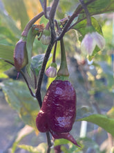 Load image into Gallery viewer, Maroon Voltron (T-E)(Pepper Seeds)