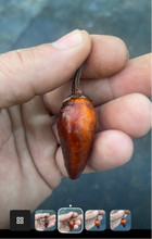 Load image into Gallery viewer, MonsterGum Leopard (Black /Orange)(Pepper Seeds)