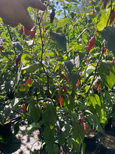 Chuparita Mix) (T-E) (Pepper Seeds)