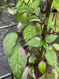 Bryan’s Vulcan Blood (Pepper Seeds)