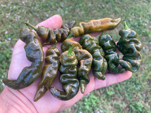 Habanero Mustard Lightning (Pepper Seeds)