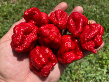 Load image into Gallery viewer, MedullaGum (Pepper Seeds)